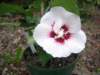 Hibiscus syriacus or Rose of Sharon